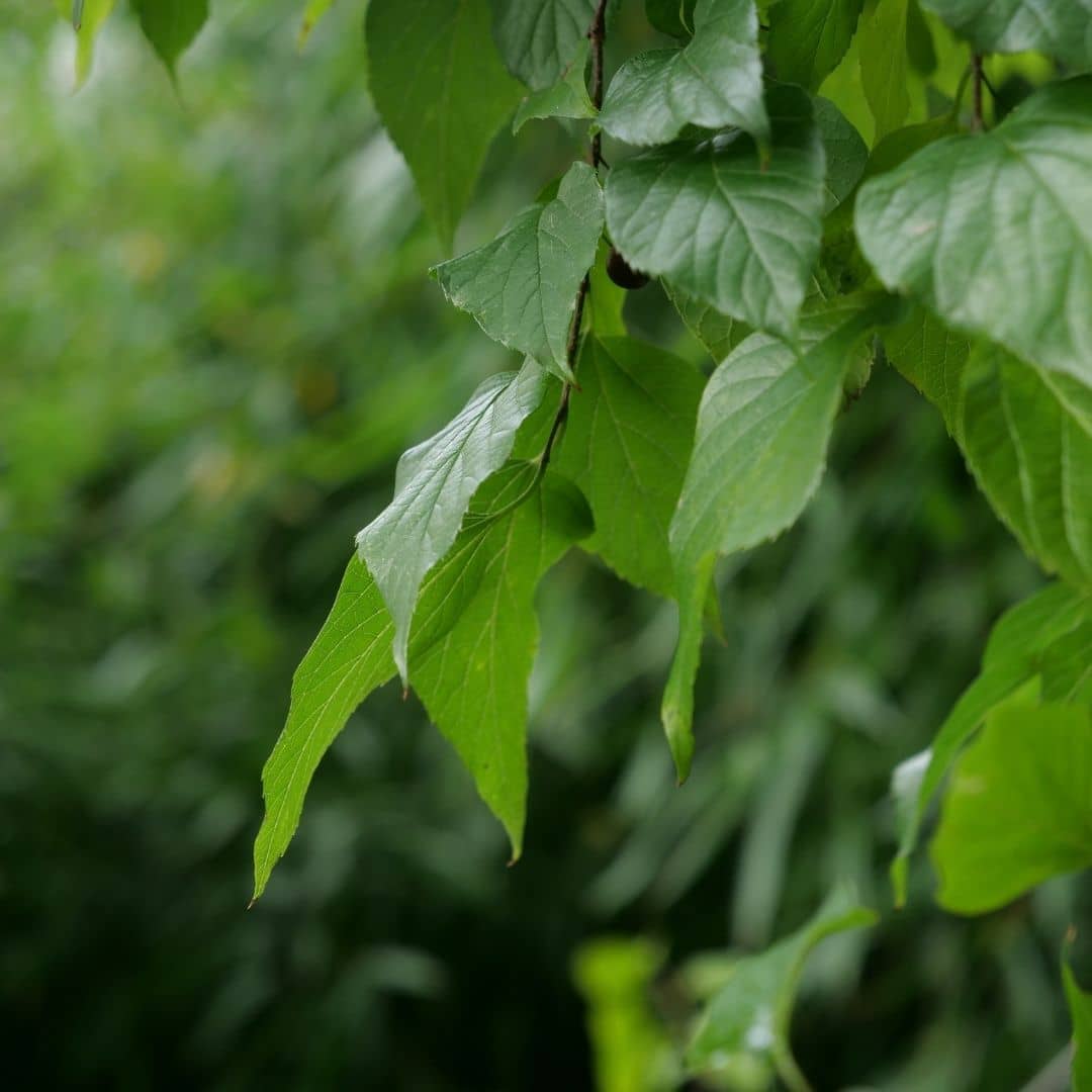comment faire germer des graines de micocoulier de virginie