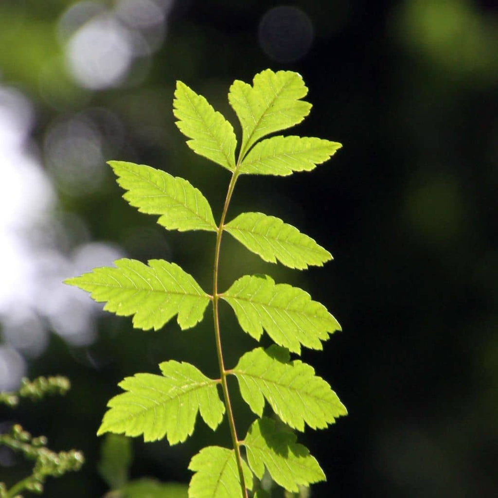 comment faire germer des graines de savonnier de chine avec les conseils de culture de monde vegetal