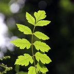 comment faire germer des graines de savonnier de chine avec les conseils de culture de monde vegetal
