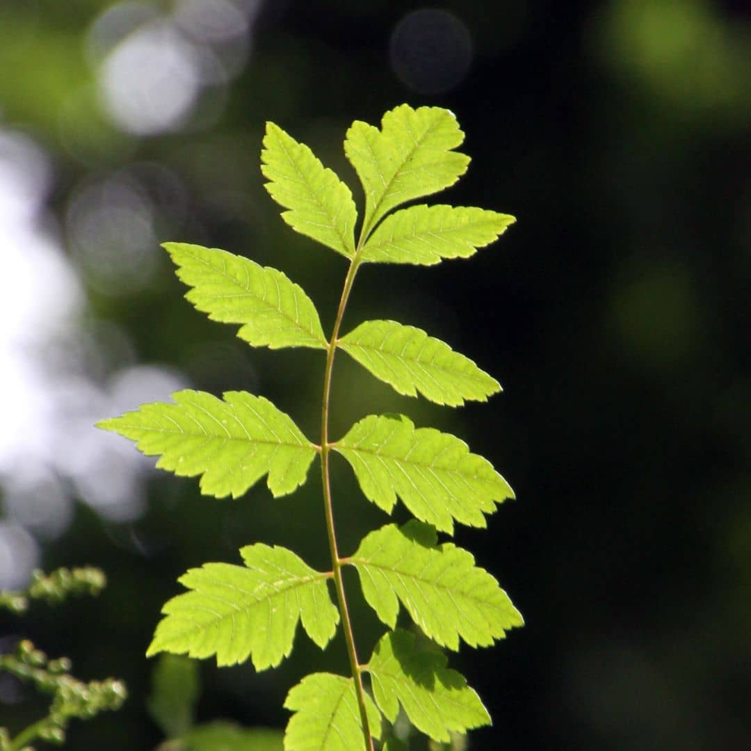 comment faire germer des graines de savonnier de chine avec les conseils de culture de monde vegetal