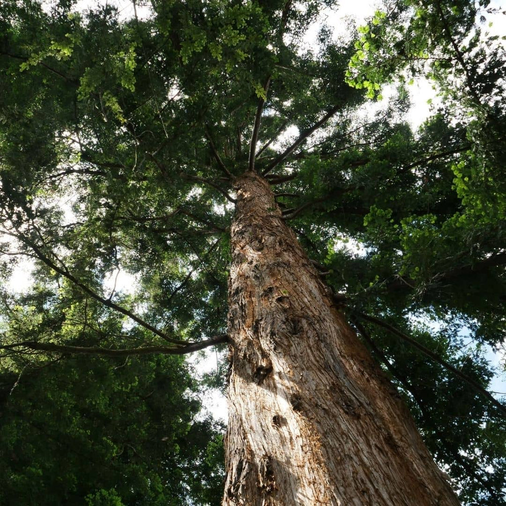 comment faire germer des graines de séquoia à feuilles d'if sequoia sempervirens