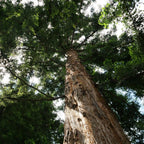 comment faire germer des graines de séquoia à feuilles d'if sequoia sempervirens