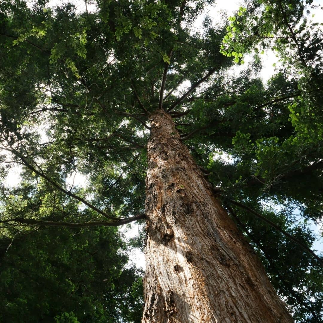 comment faire germer des graines de séquoia à feuilles d'if sequoia sempervirens