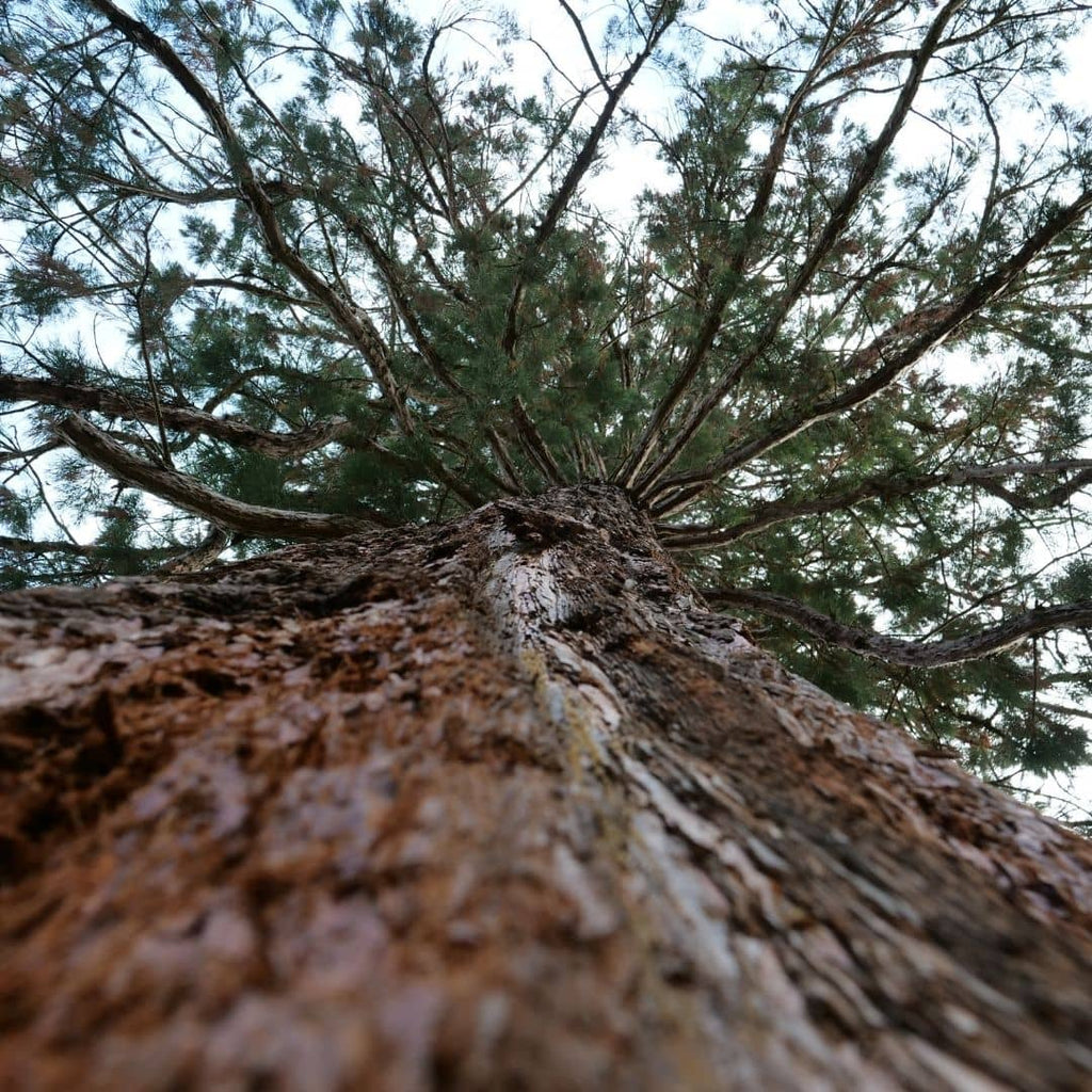 comment faire germer des graines de sequoiadendron giganteum sequoia geant monde vegetal