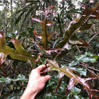 comment faire germer des graines de stenocarpus sinuatus l'arbre à roue de feu avec les conseils de culture de monde vegetal