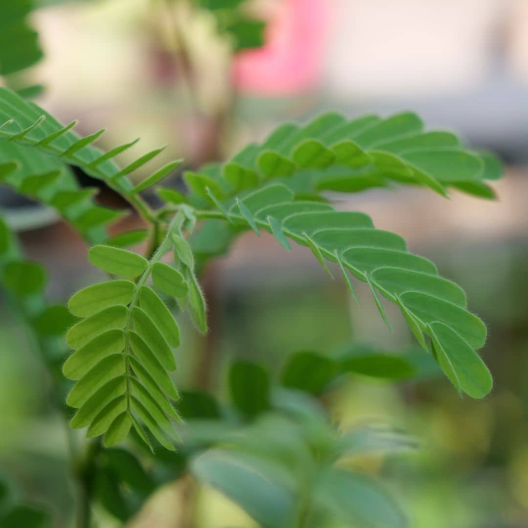 comment faire germer des graines de tamarindus indica avec les conseils de culture de monde vegetal