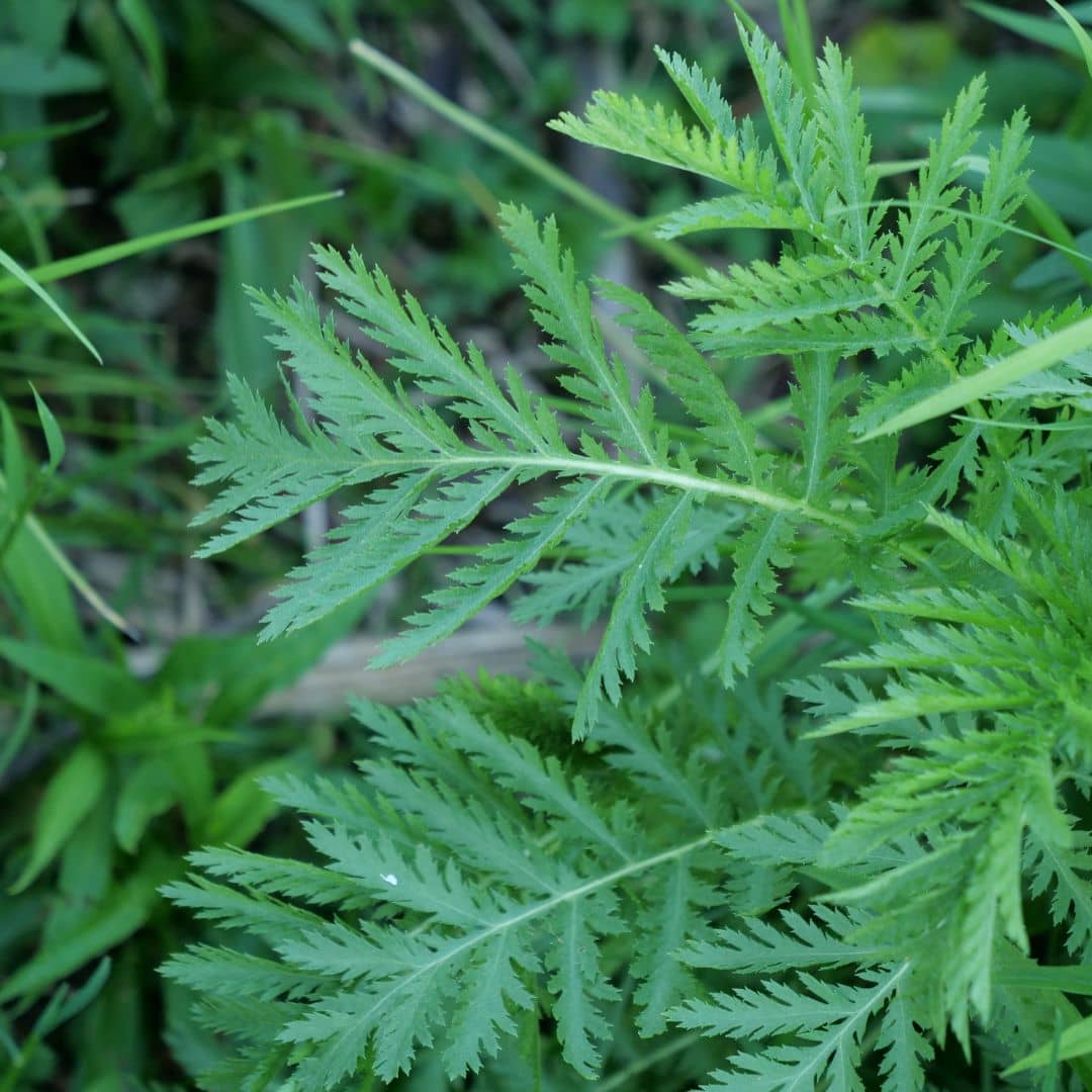 comment faire germer des graines de tanaisie commune tanacetum vulgare