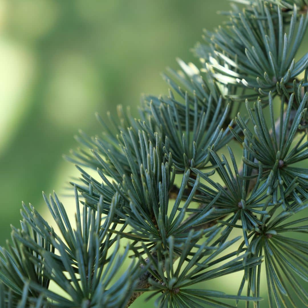 comment faire germer des grains de cedrus atlantica cedre de l'atlas