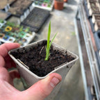 comment faire germer des grains de dracaena draco plantes rares qui résiste au sec