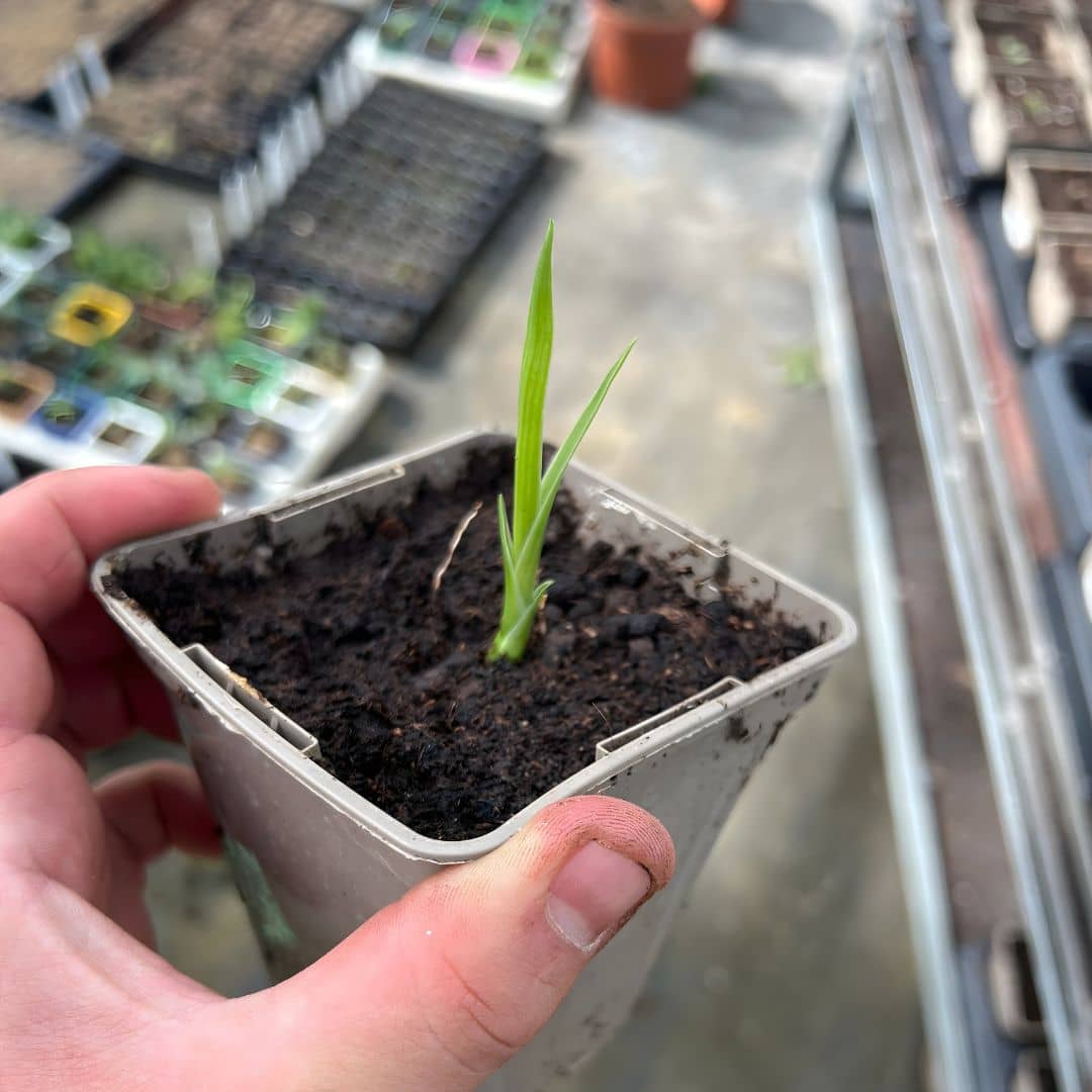 comment faire germer des grains de dracaena draco plantes rares qui résiste au sec