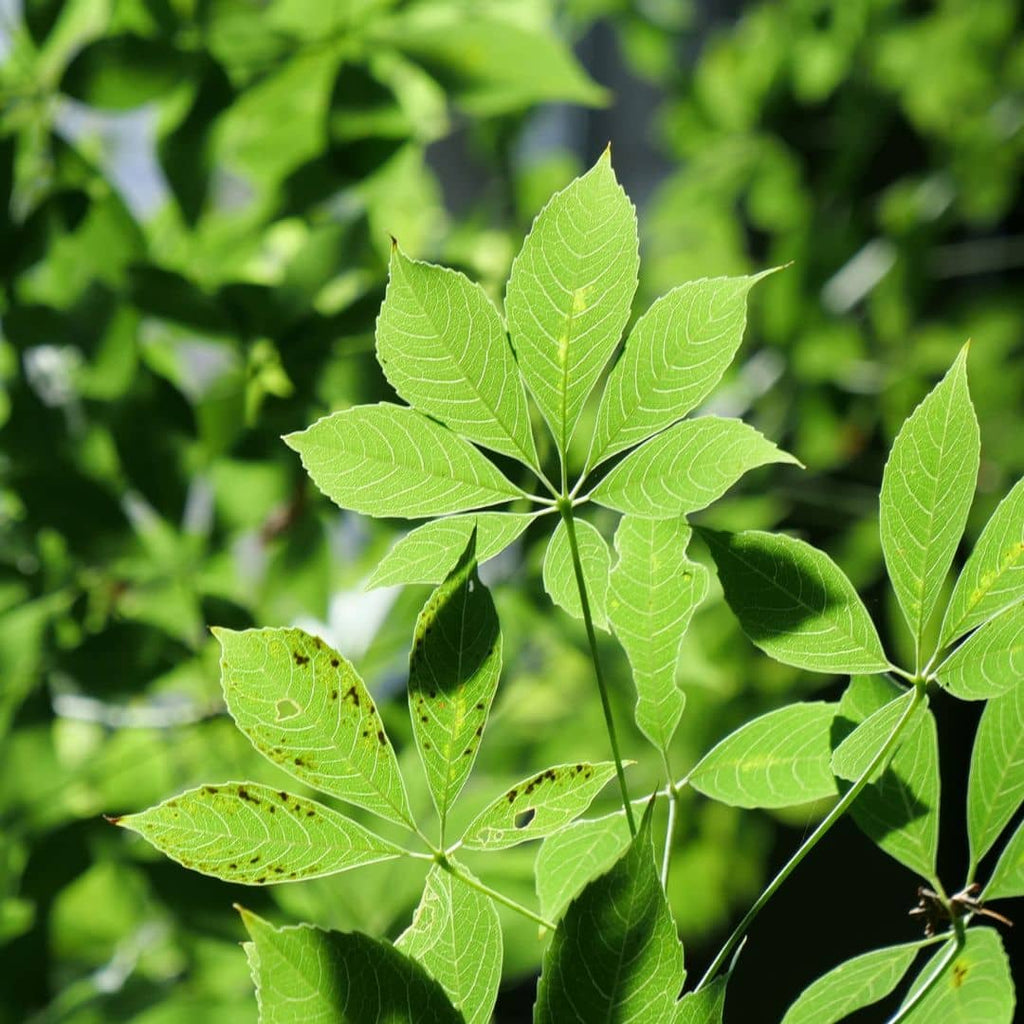 comment garder le Chorisia faux kapokier en pot 