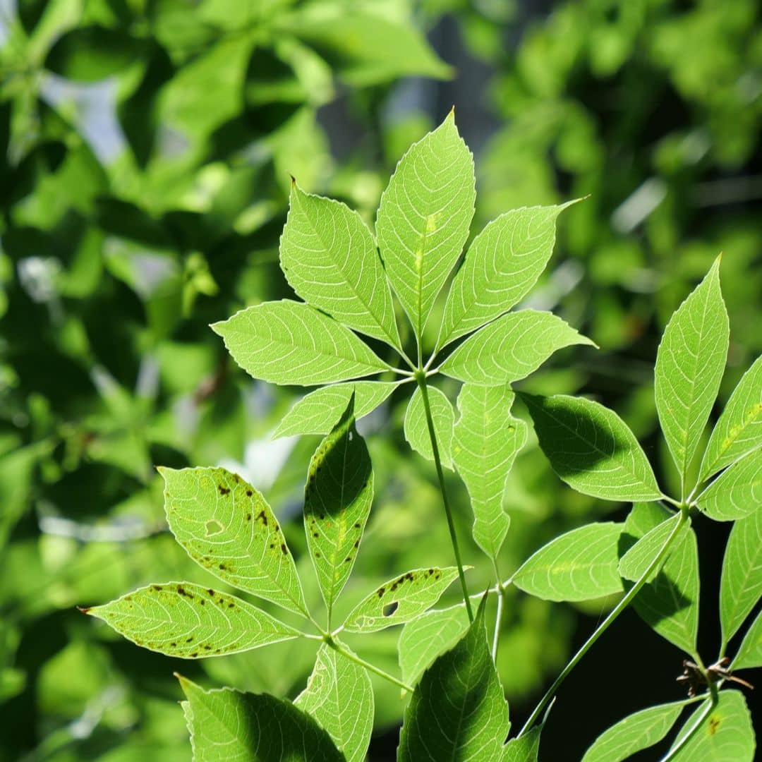 comment garder le Chorisia faux kapokier en pot 