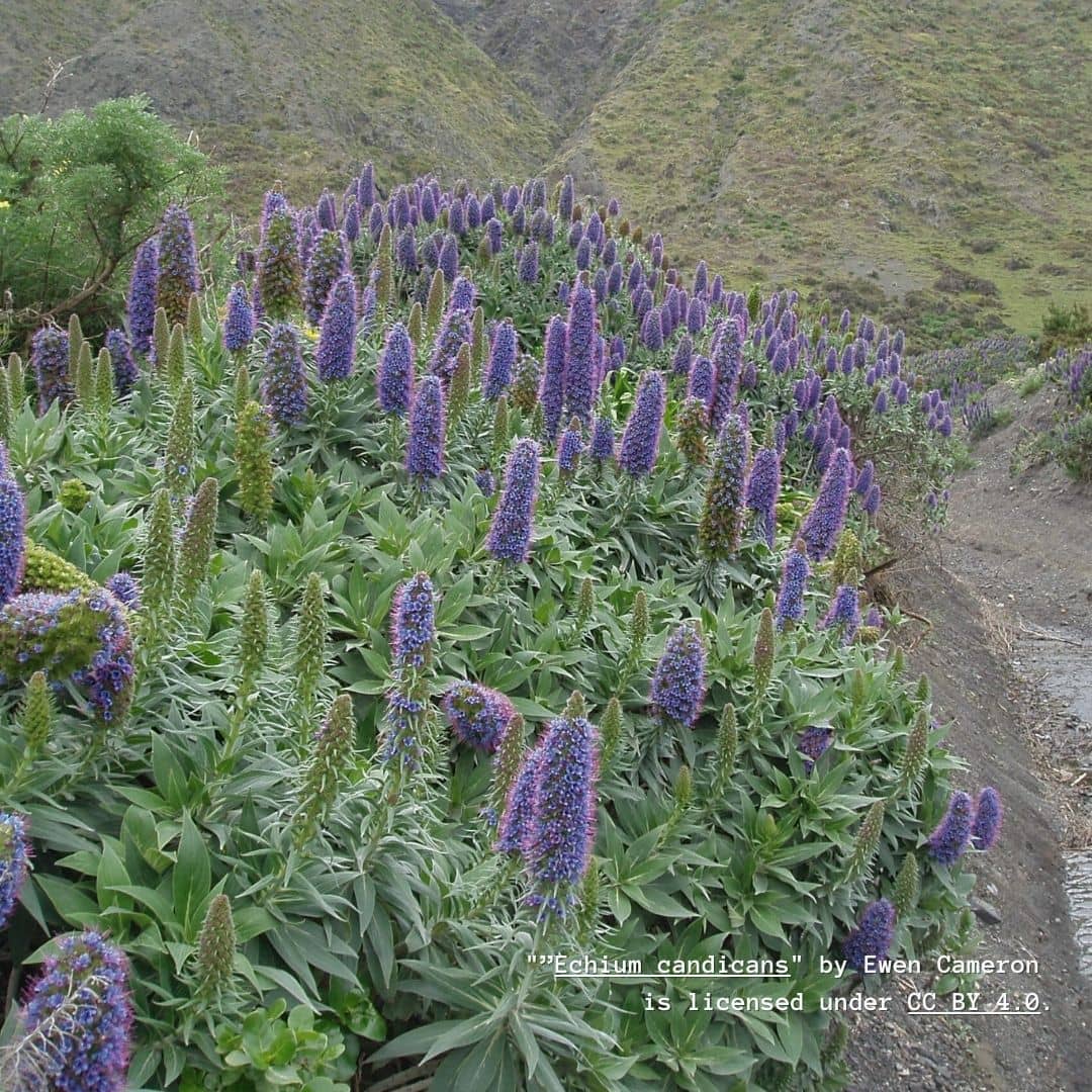 comment planter de la vipérine de Madère Echium candicans monde végétal