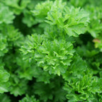 comment planter des graines de persil frisé petroselinum crispum var crispum