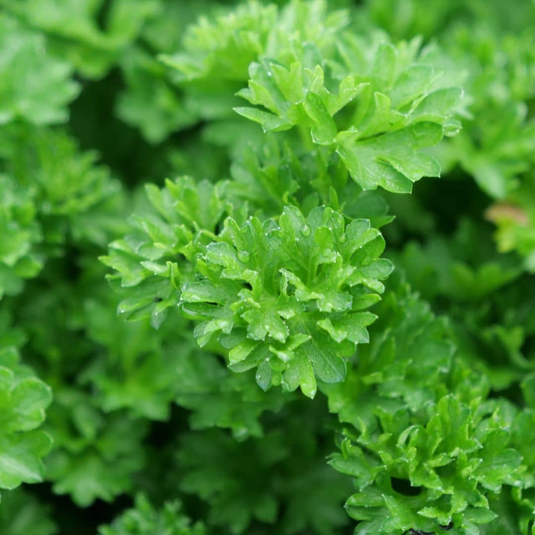 comment planter des graines de persil frisé petroselinum crispum var crispum