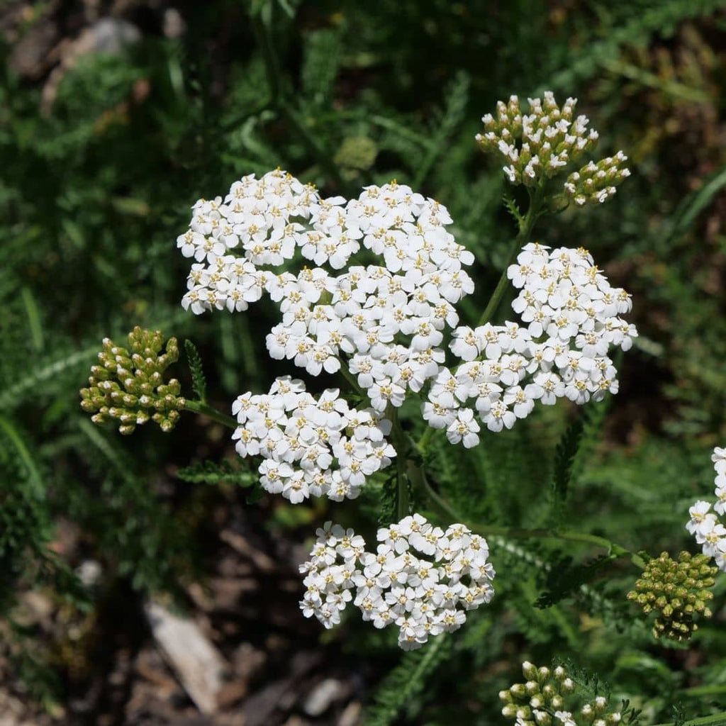 comment planter et cultiver l'achillea millefolium à planter au jarrdin pour la biodiversité