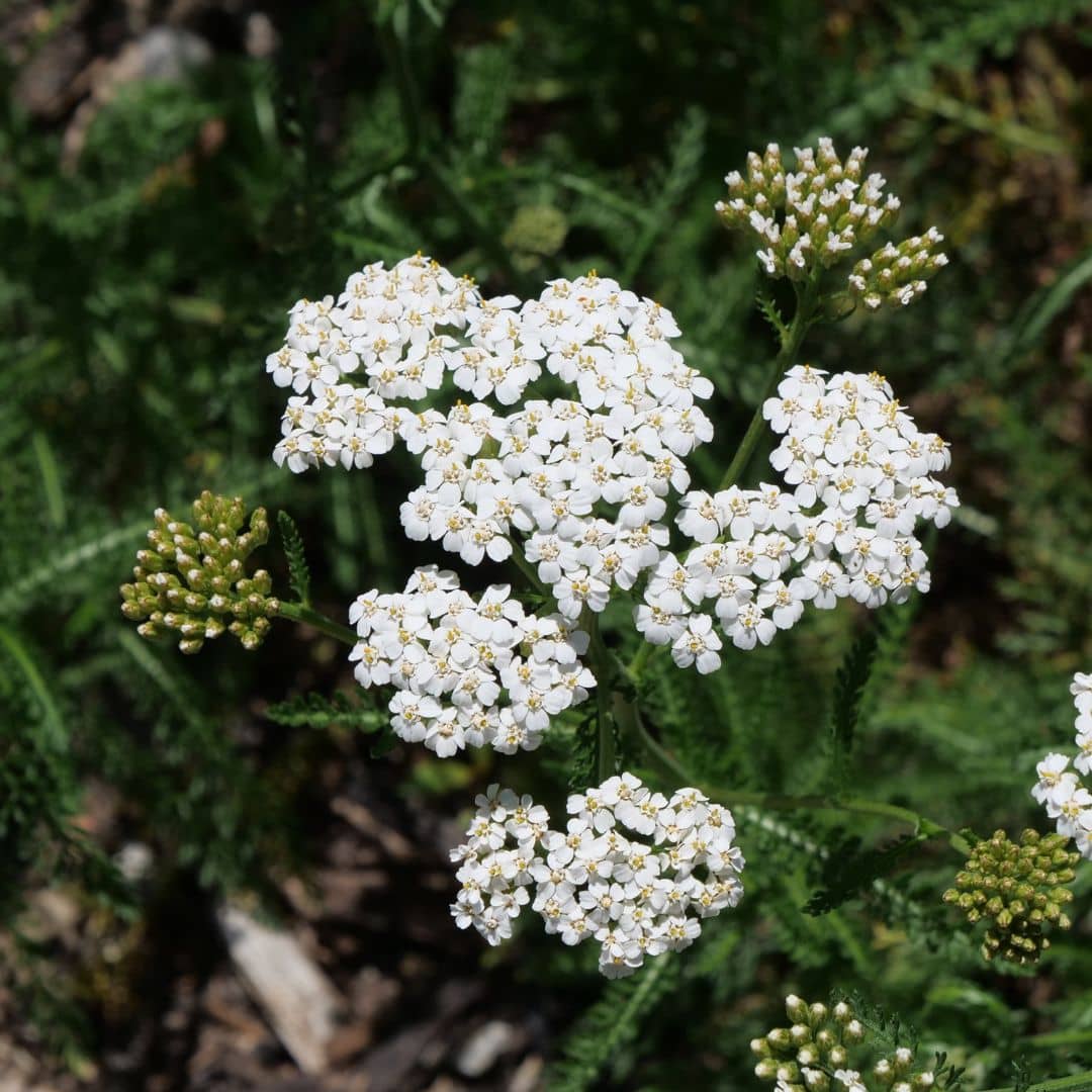 comment planter et cultiver l'achillea millefolium à planter au jarrdin pour la biodiversité