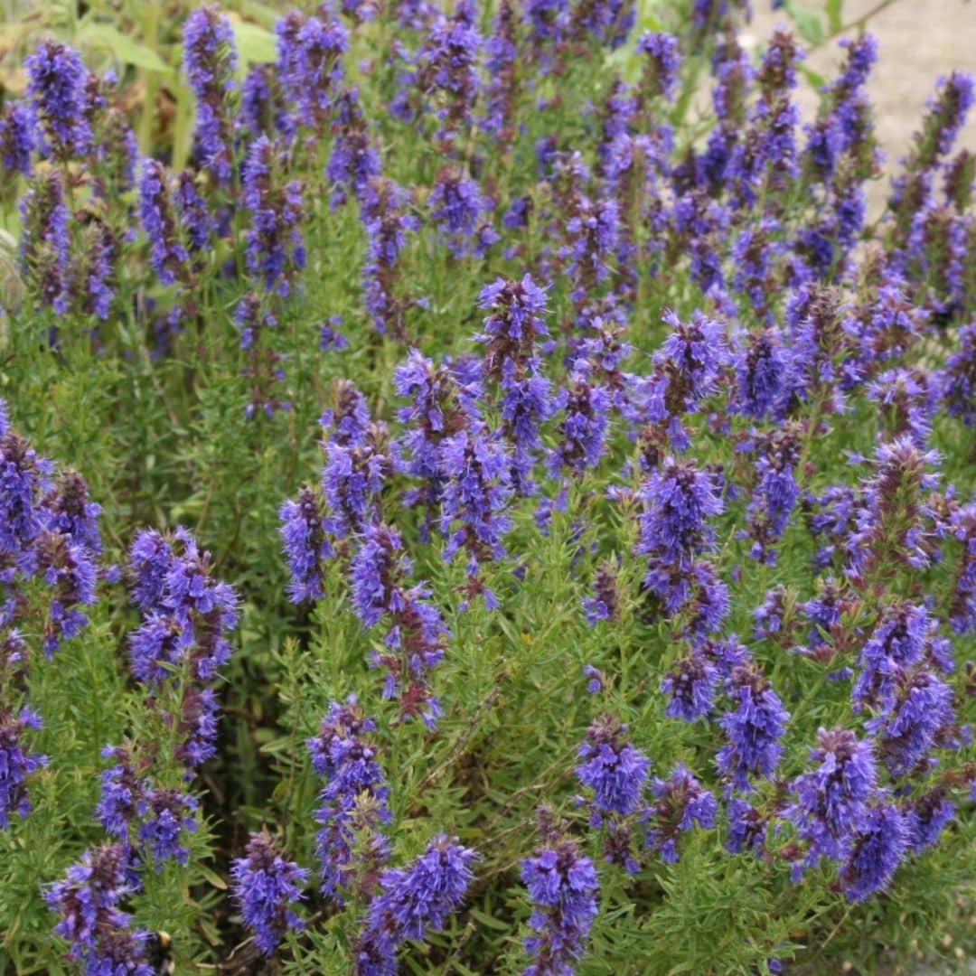 comment planter et cultiver l'hysope officinale comme plante méditerréanennes