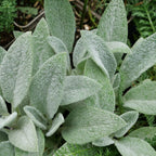 comment planter et semer la stachys lanata épiaire de byzance oreille de lapin