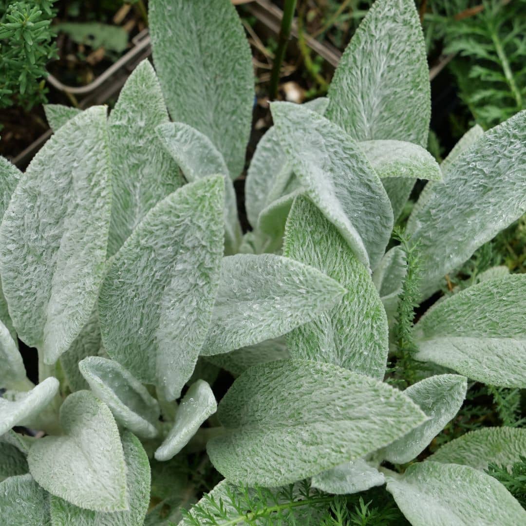 comment planter et semer la stachys lanata épiaire de byzance oreille de lapin