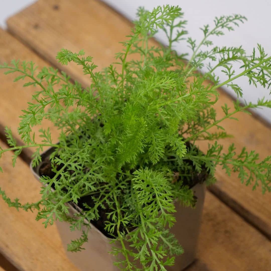 achillée plante Plant Achillée Millefeuille (Achillea millefolium) – Vivace melliفère