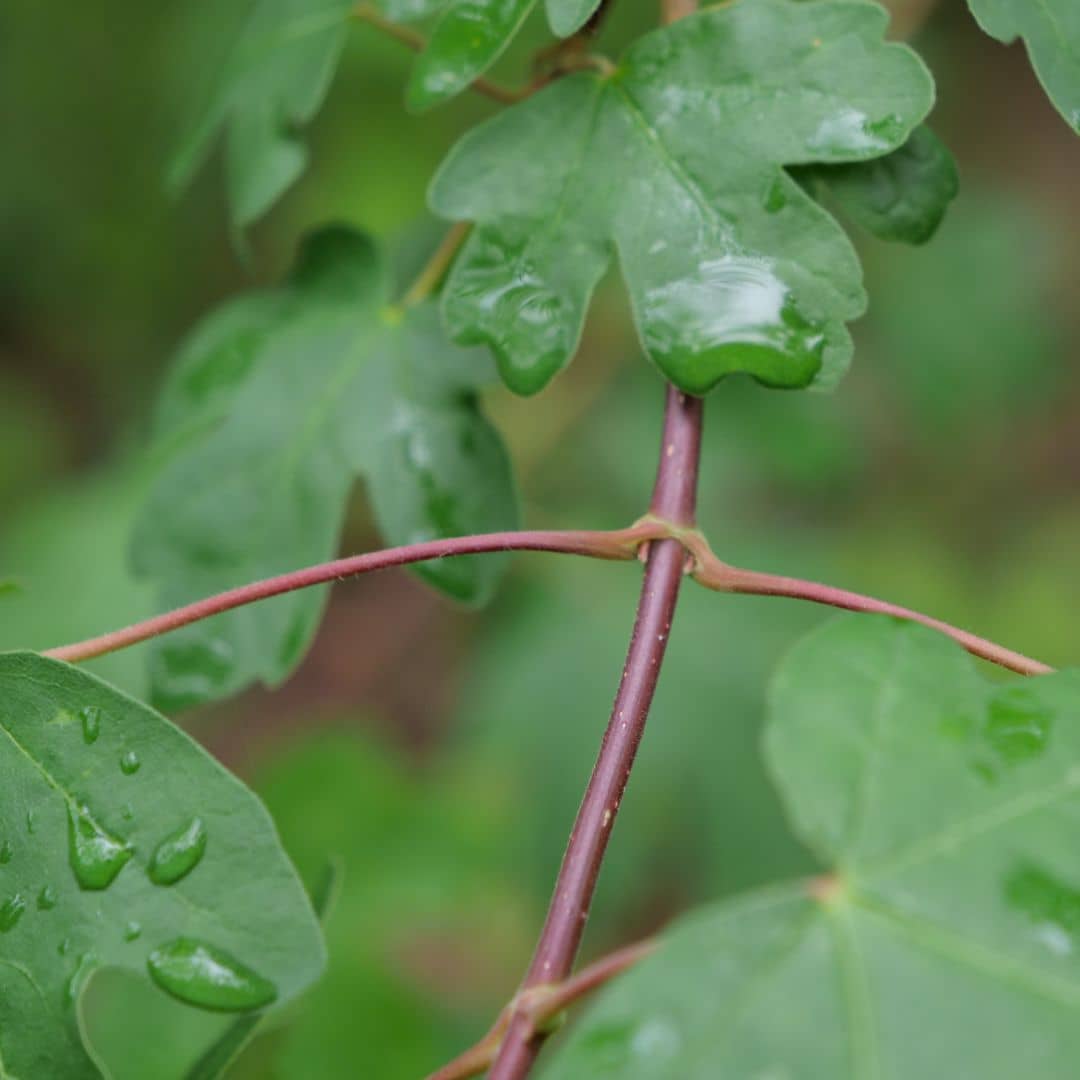 comment planter l'érable champêtre pour le cultiver au jardin ou en haie