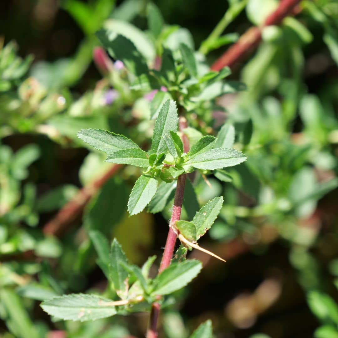 comment planter l'ononis spinosa bugrane épineux