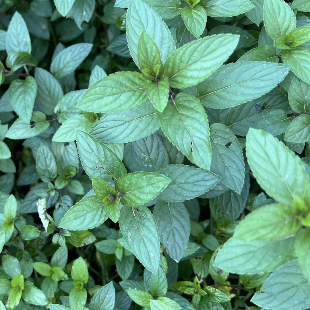comment planter la menthe poivrée avec les conseils de culture de monde vegetal