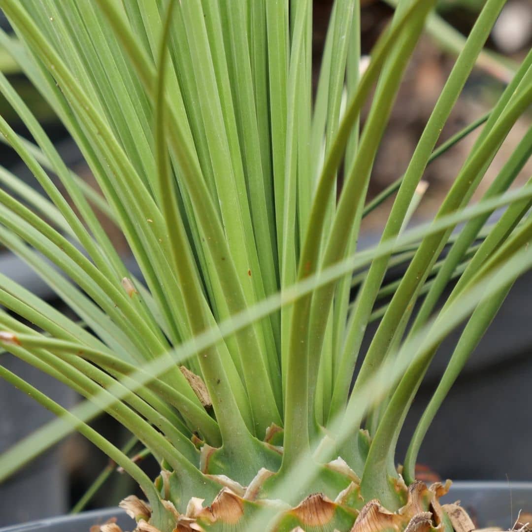 comment planter le Dasylirion à feuilles de jonc Dasylirion longifolium