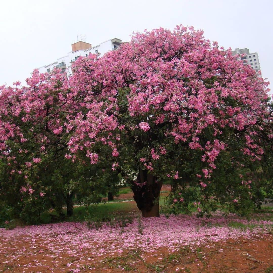 comment planter le Faux kapokier Ceiba speciosa 