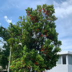 comment planter le Stenocarpus sinuatus le célèbre arbre roue de feu originaire d'Australie