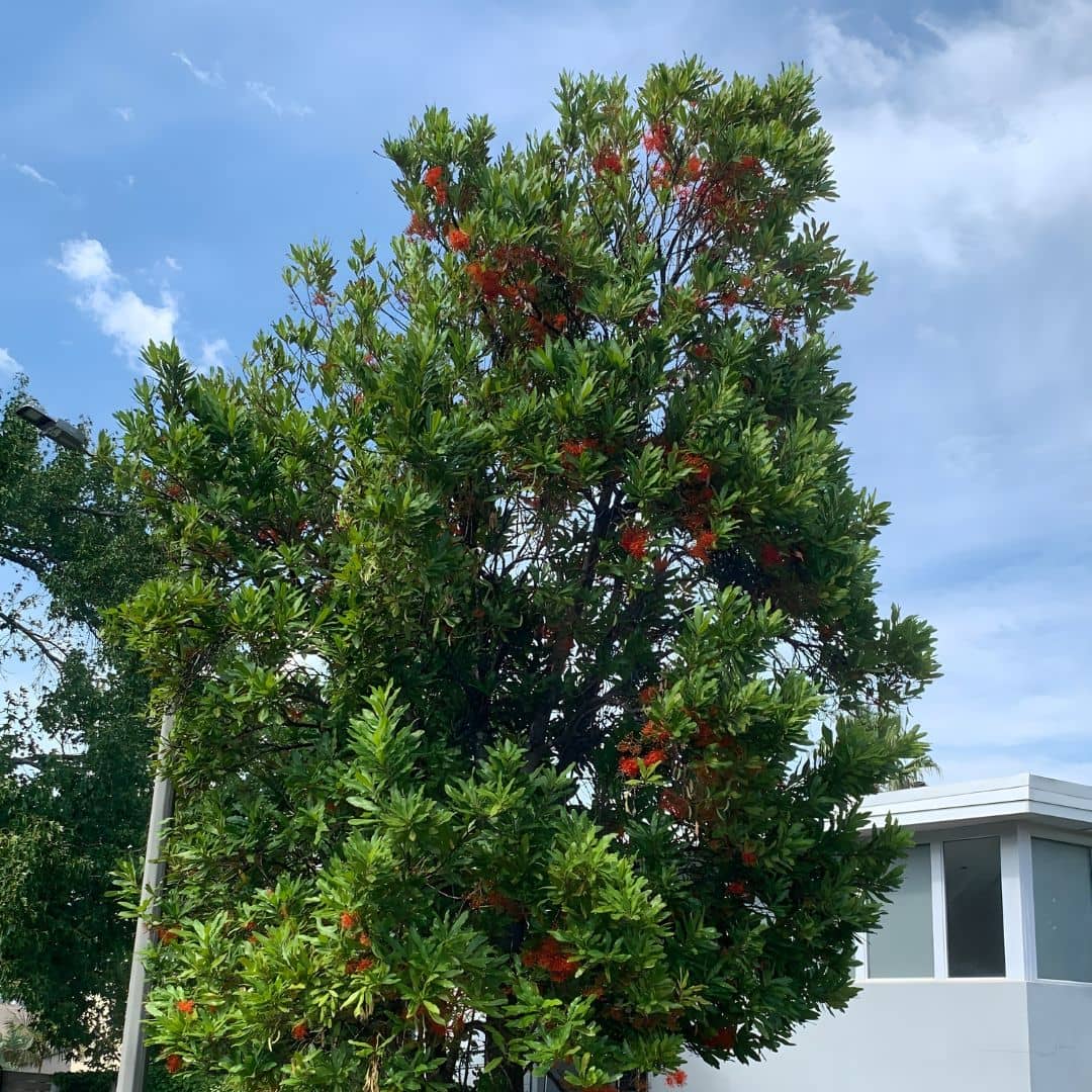 comment planter le Stenocarpus sinuatus le célèbre arbre roue de feu originaire d'Australie