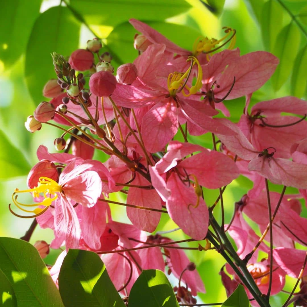 comment planter le cassia javanica plantes rares et le cultiver en pot