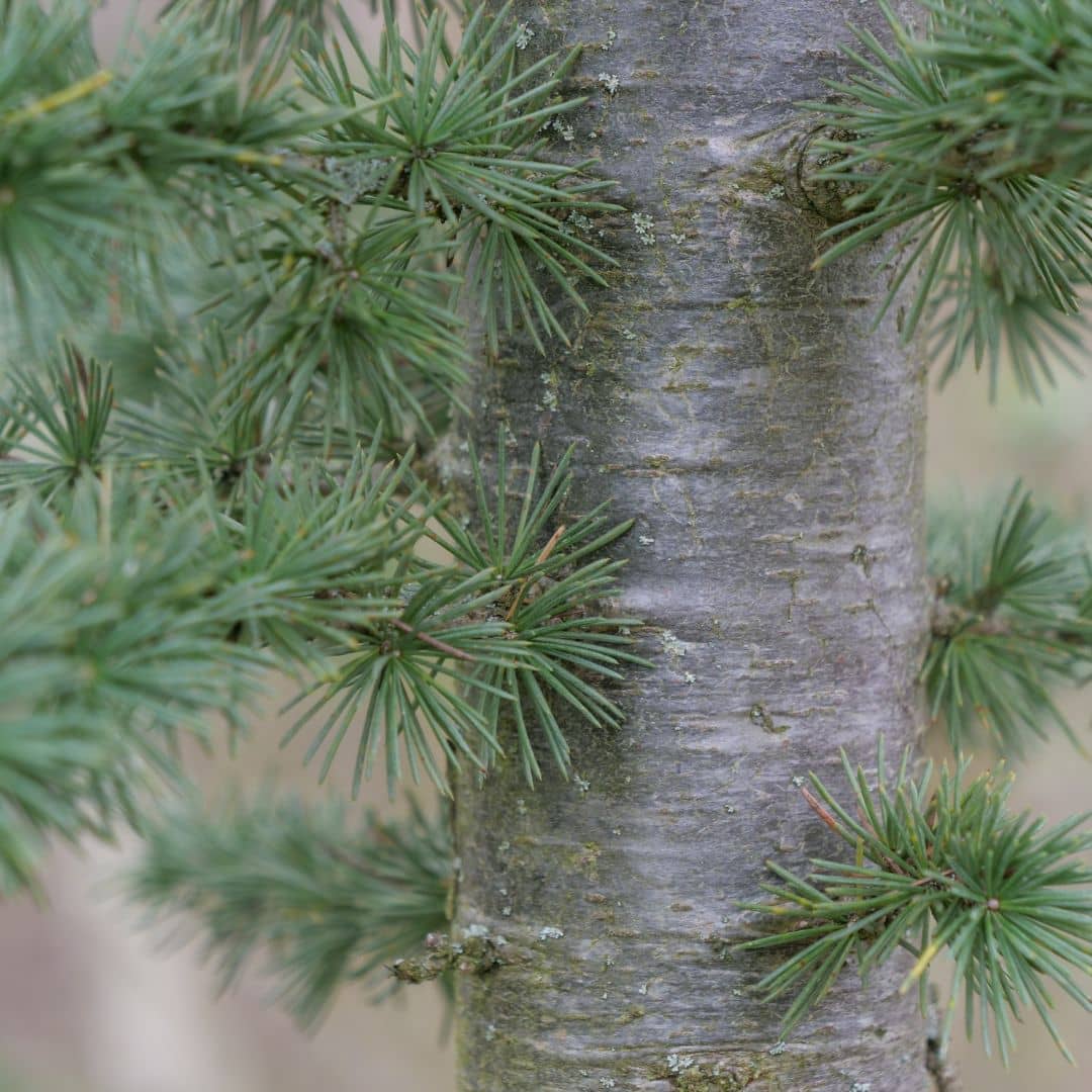 comment planter le cedre de l'atlas avec les conseils de culture de monde vegetal
