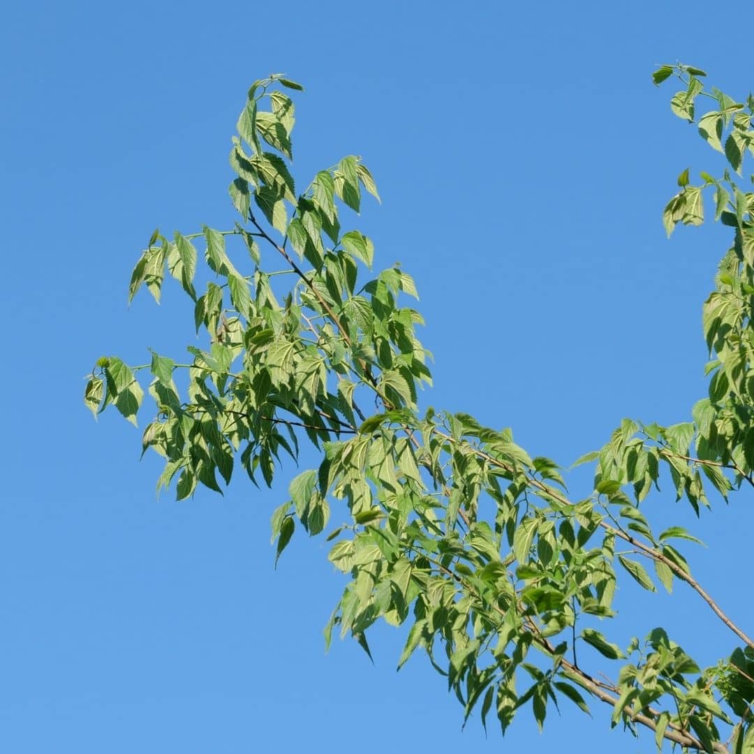 comment planter le celtis australis pour un bel arbre d'ombrage de terrain sec