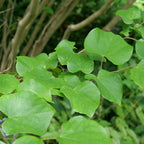 comment planter le cercis chinensis un petit arbre à fleurs roses de printemps