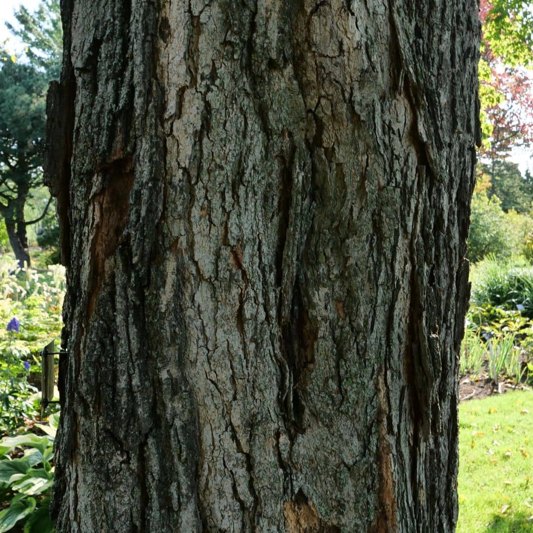 comment planter un érable à sucre acer saccharum grand arbre comestible