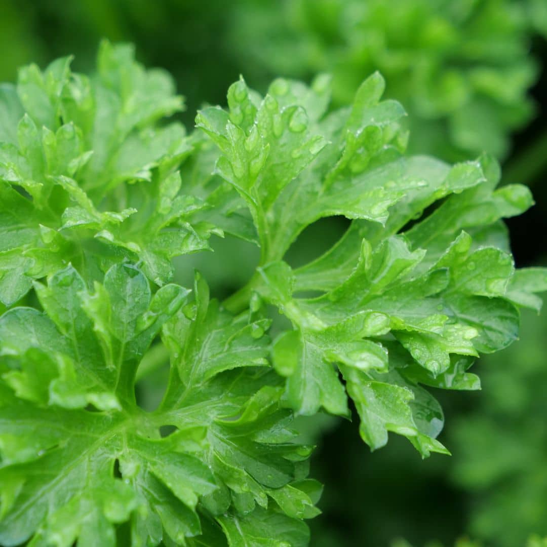 comment récolter et bien conserver les feuilles de persil frisé avec monde vegetal