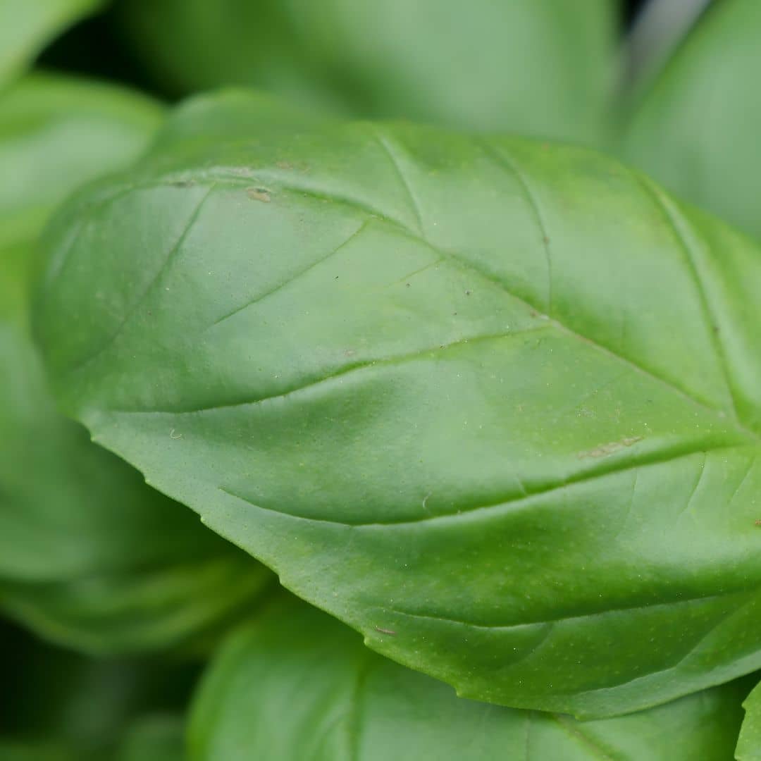 comment récolter et conserver les feuilles de basilic genovese