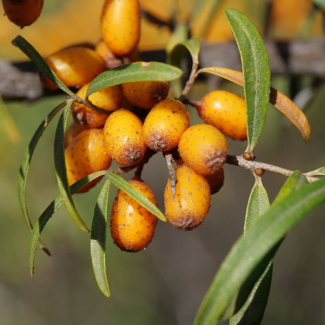 comment récolter et consommer les fruits de l'argousier commun les argouses