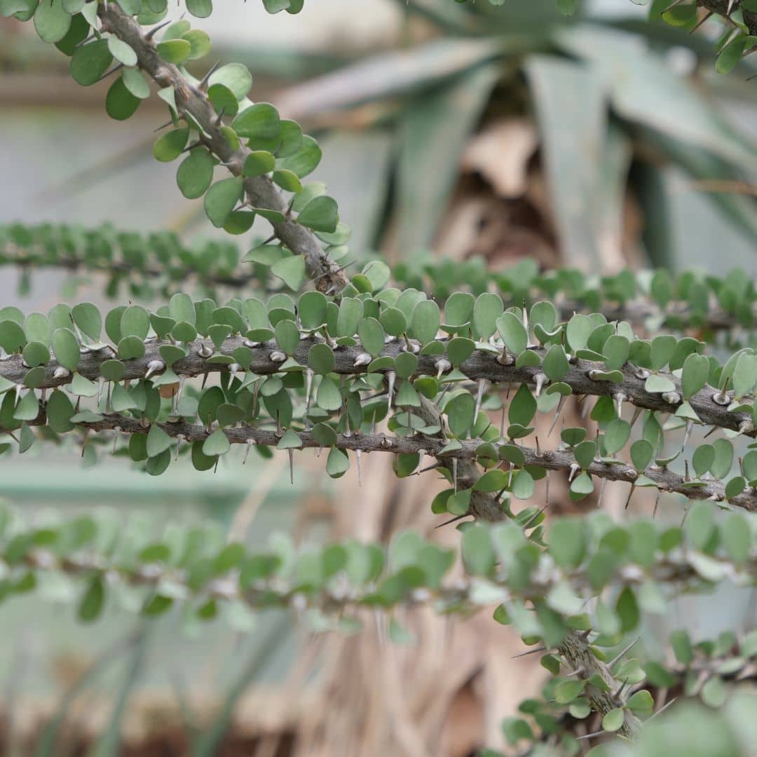 comment réussir son semis et sa culture de  Alluaudia proceracomment réussir son semis et sa culture de  Alluaudia procera