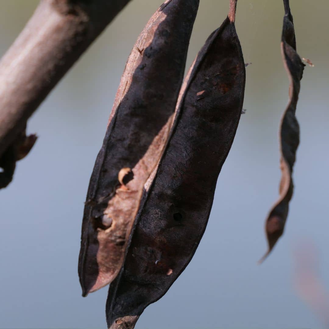 comment semer des graines d'arbre de judée