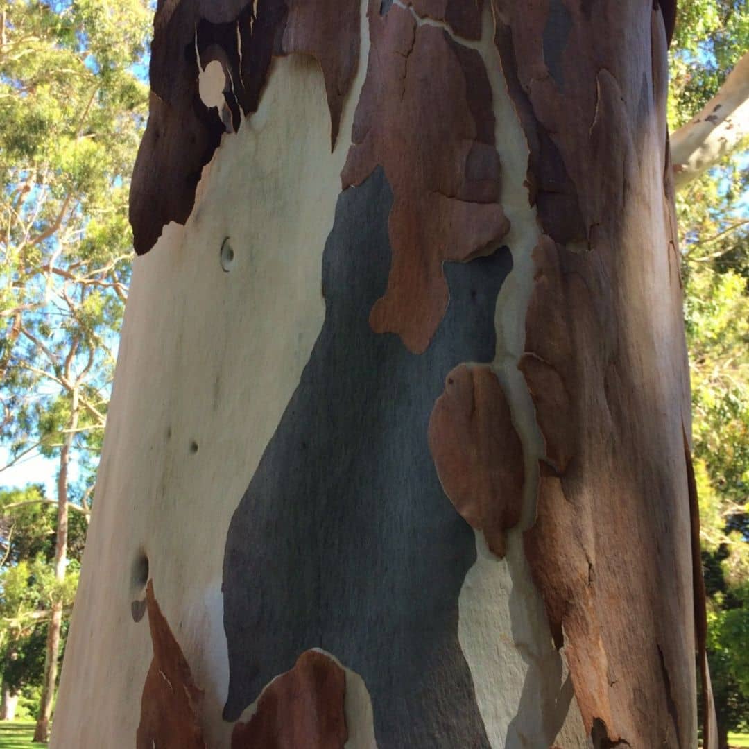 comment semer des graines d'eucalyptus citriodora et comment le cultiver avec monde vegetal