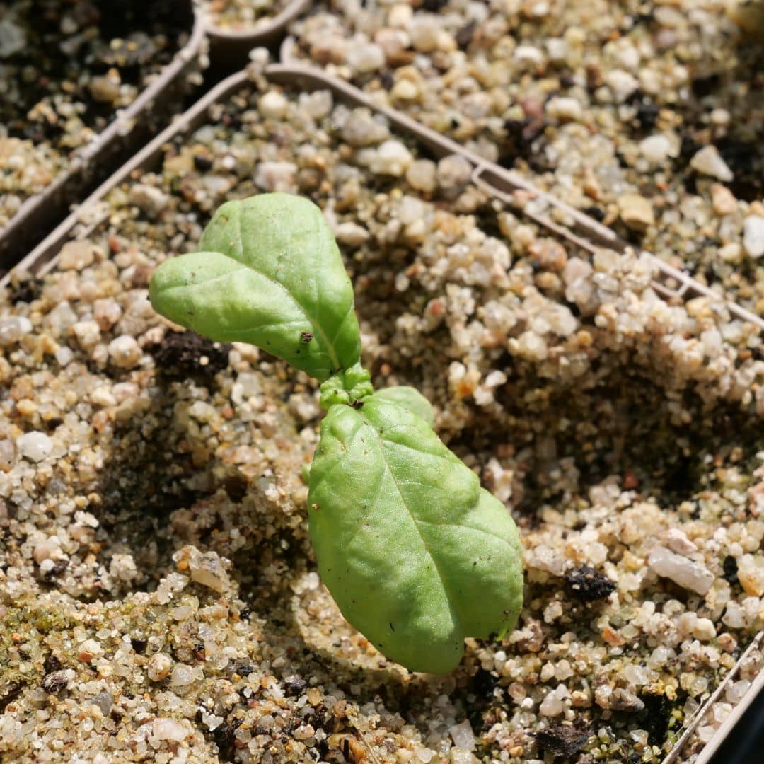 comment semer des graines de basilic géant mammouth avec les conseils de culture de Monde Végétal