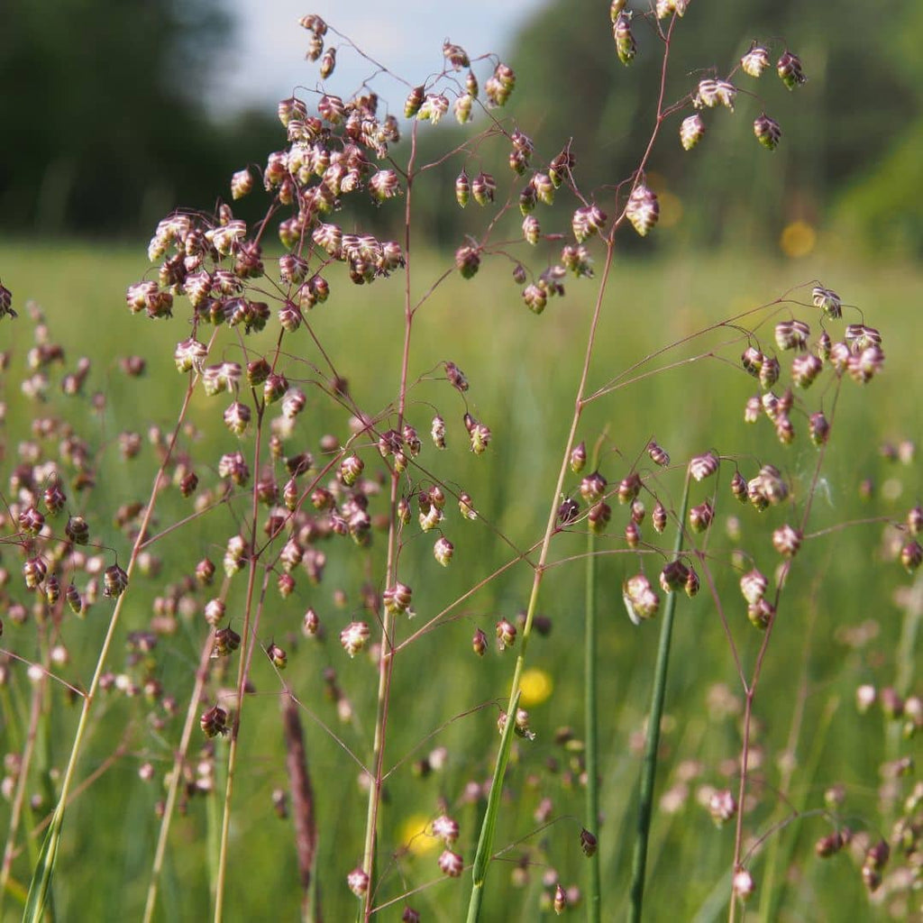 comment semer des graines de briza media