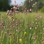 comment semer des graines de briza media