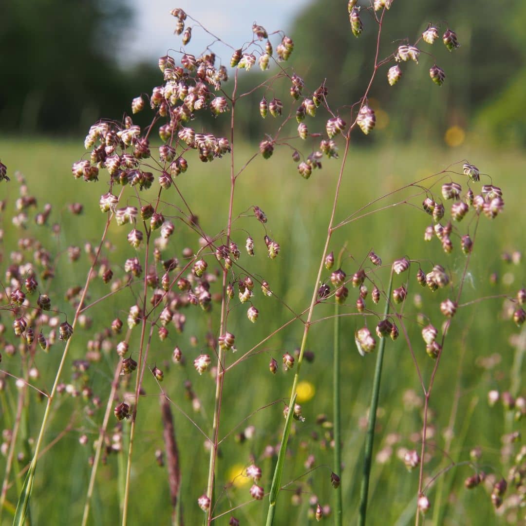 comment semer des graines de briza media