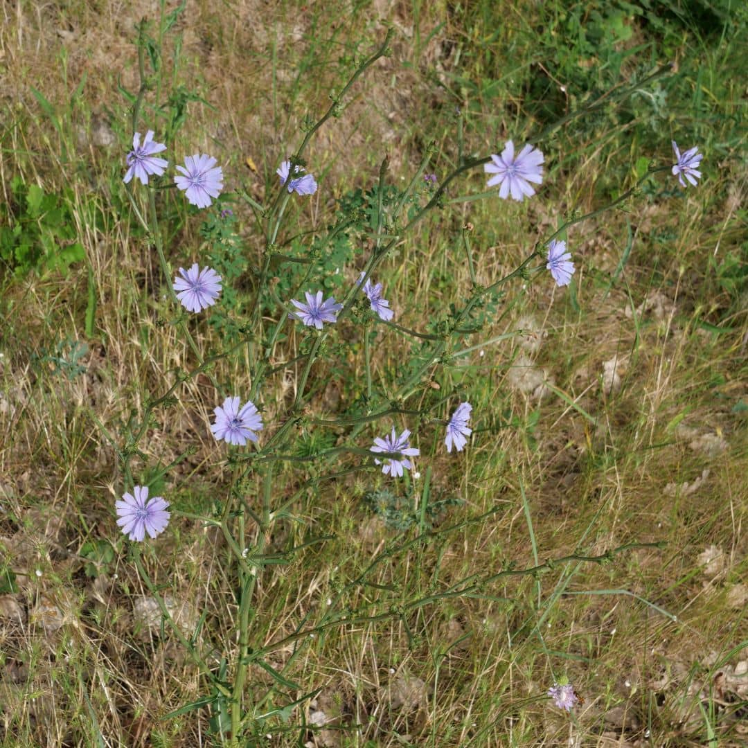 comment semer des graines de chicorée sauvage cichorium intybus avec les conseils de culture de monde  vegetal