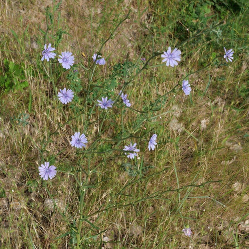 comment semer des graines de chicorée sauvage cichorium intybus avec les conseils de culture de monde  vegetal