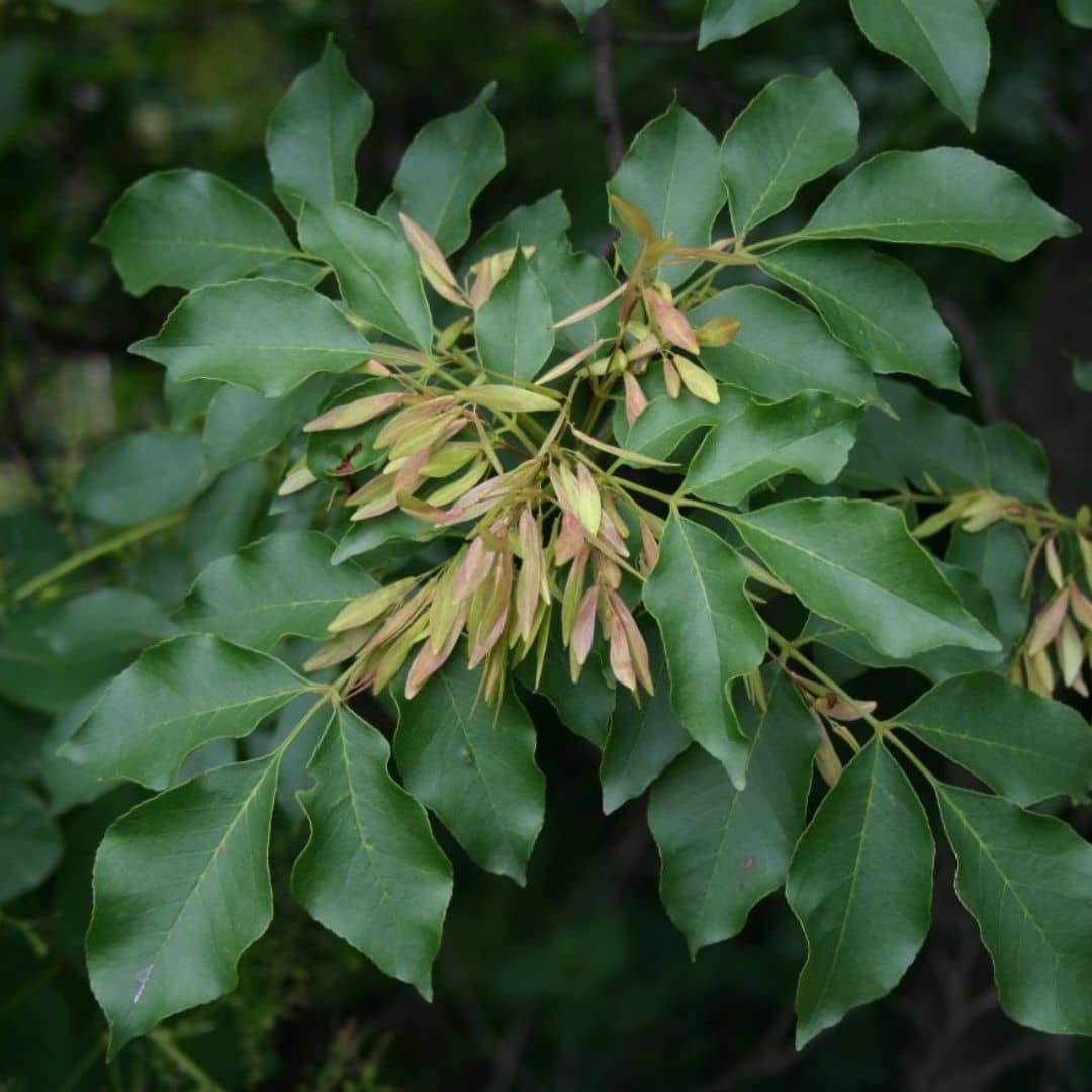 comment semer des graines de frêne à fleurs fraxinus ornus monde vegetal